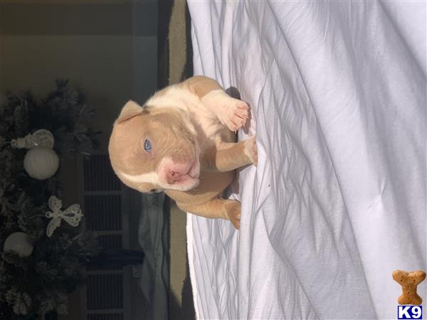 Dmbullies Picture 2